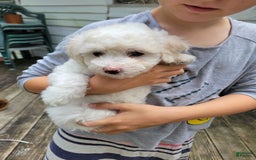 Bichpoo dogs for sale: Ella - Image 3