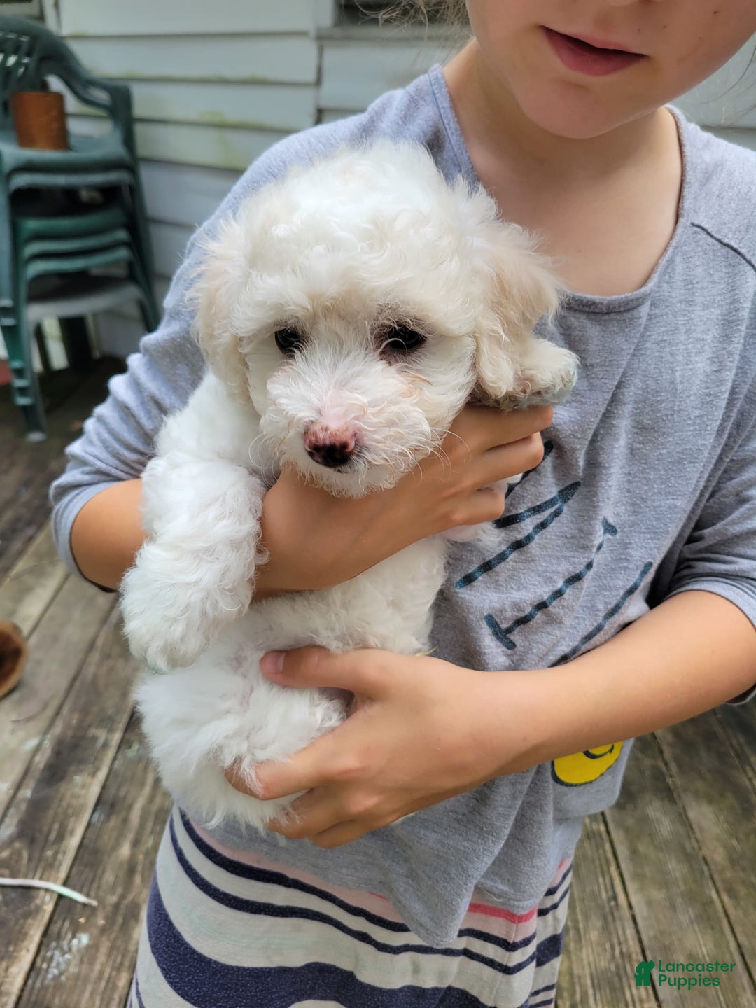 Bichpoo dogs for sale: Ella - Image 3