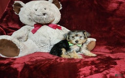 Yorkshire Terrier dogs for sale: Kiwi - Image 4