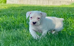 Boxer dogs for sale: Scott - Image 1