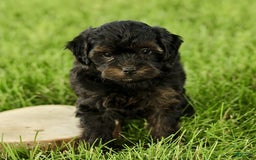 Havapoo dogs for sale: Max - Image 1