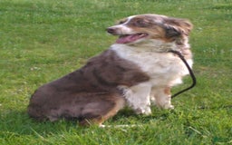 Miniature Australian Shepherd dogs for sale: Maggie - Image 8