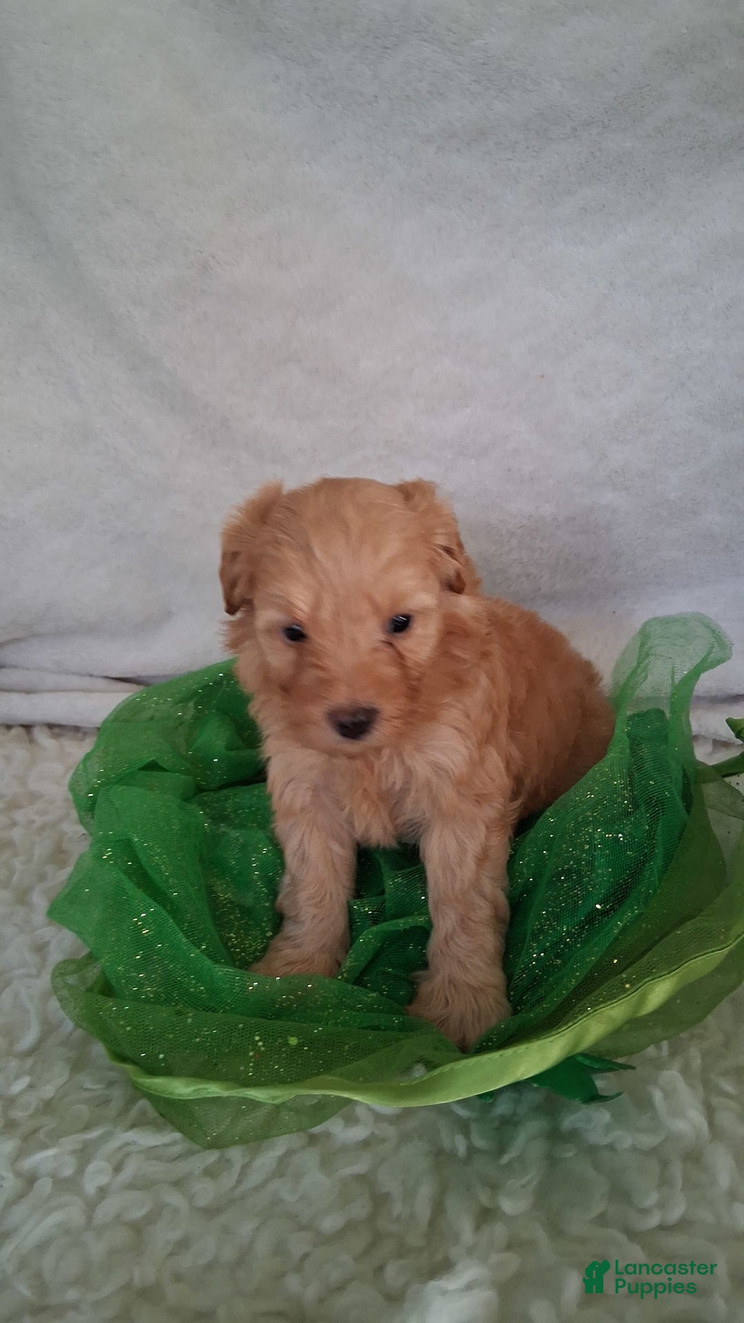 Mini Aussiedoodle dogs for sale: HONEY - Image 2