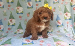 Cockapoo dogs for sale: Spirit - Image 3