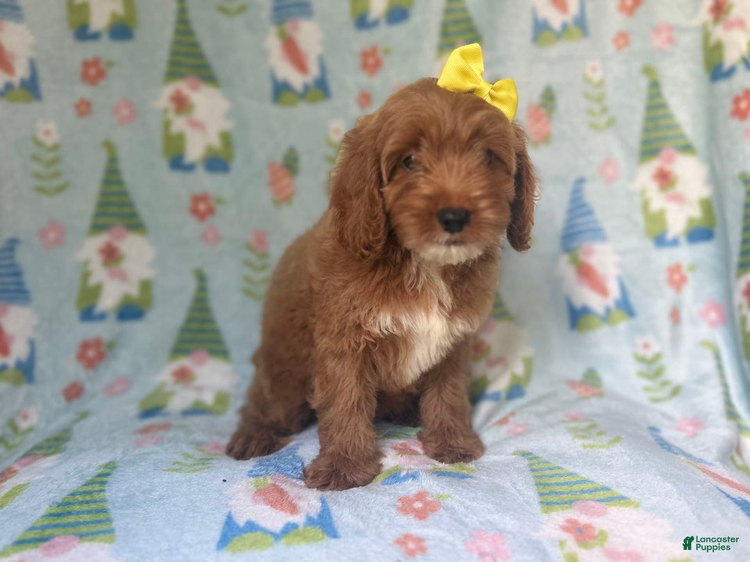 Cockapoo dogs for sale: Spirit - Image 3