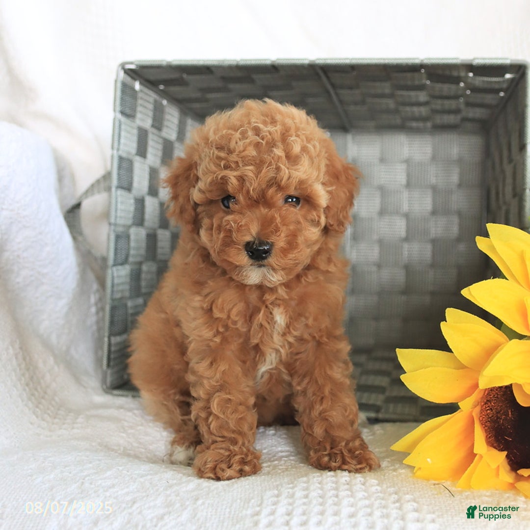 Miniature Poodle dogs for sale: Roxy - Image 5