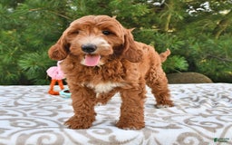 Mini Goldendoodle dogs for sale: Dixie - Image 14