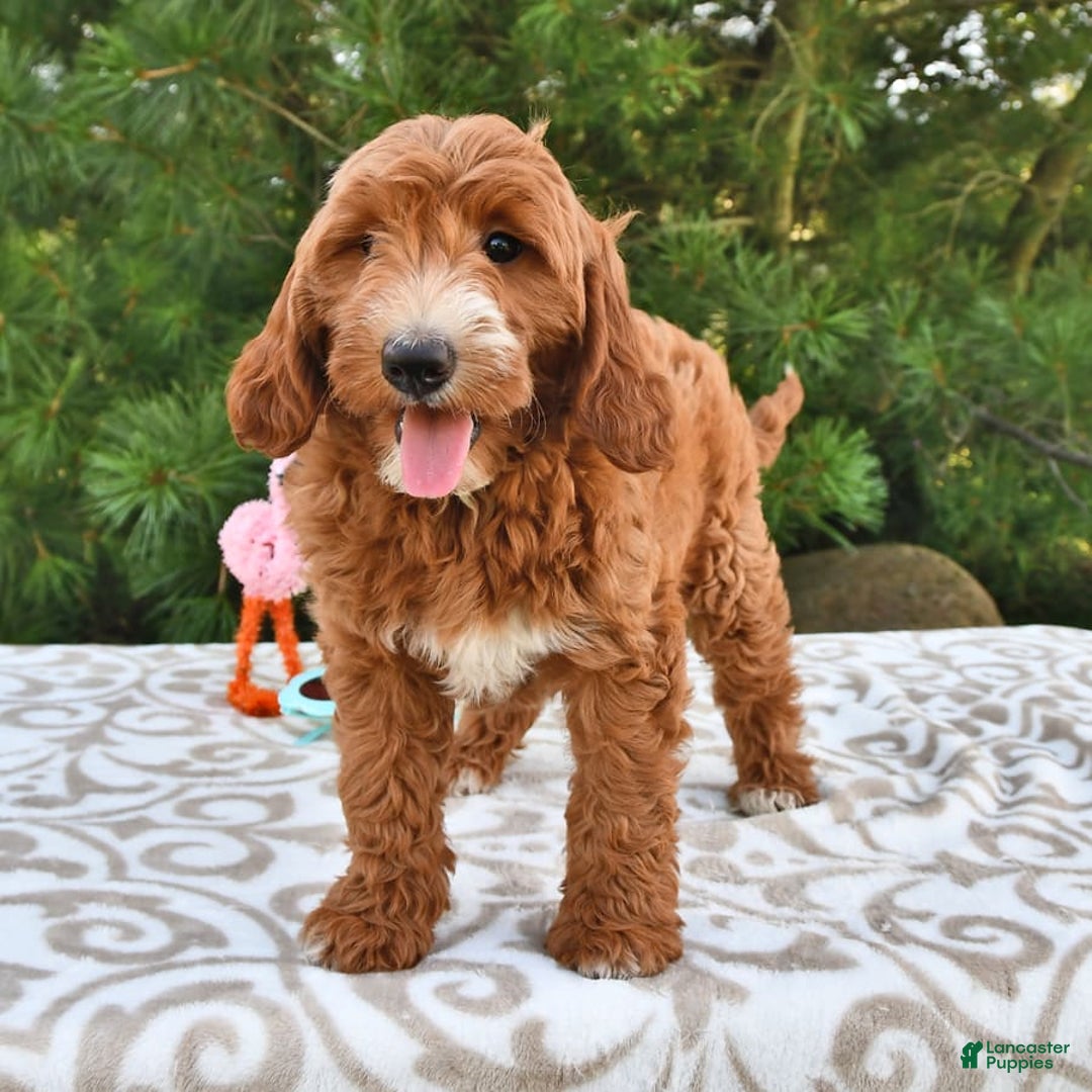 Mini Goldendoodle dogs for sale: Dixie - Image 14