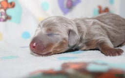 Dachshund dogs for sale: Stella Male 3 - Image 2
