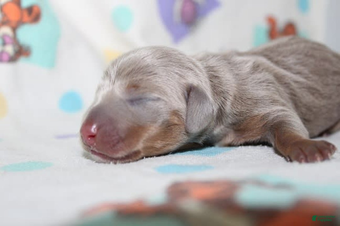 Dachshund dogs for sale: Stella Male 3 - Image 2