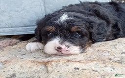 Mini Bernedoodle dogs for sale: Rambo - Image 22