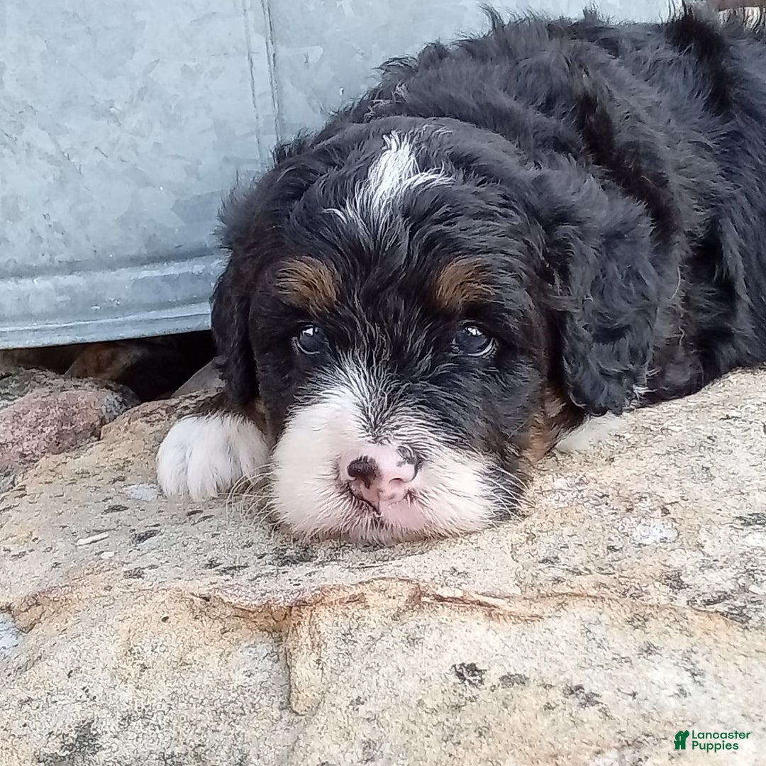 Mini Bernedoodle dogs for sale: Rambo - Image 22