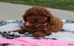 Toy Poodle dogs for sale: Haley - Image 3