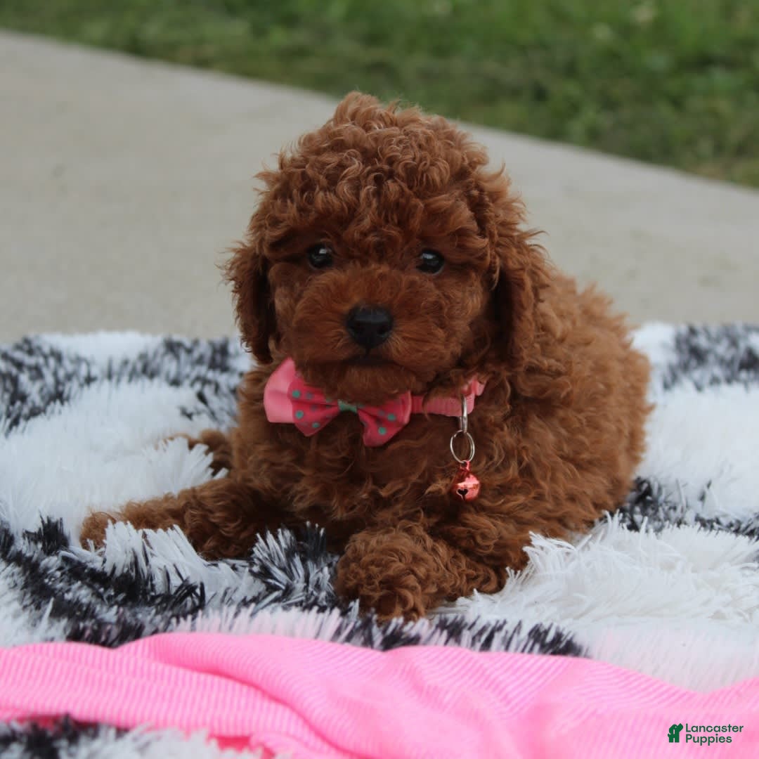 Toy Poodle dogs for sale: Haley - Image 3