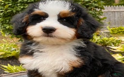 Mini Bernedoodle dogs for sale: 💛 Boston Ma 💛 Mini Bernedoodle - Image 7