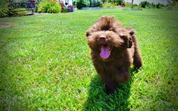 Havapoo dogs for sale: Wiggles - Image 20