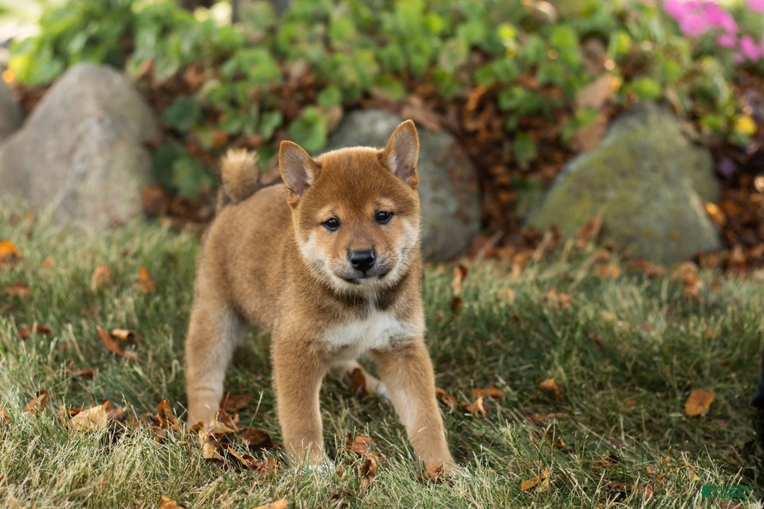 Shiba Inu dogs for sale: Eddie - Image 3