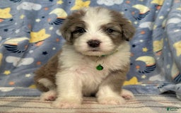Sheepadoodle dogs for sale: Winston - Image 1