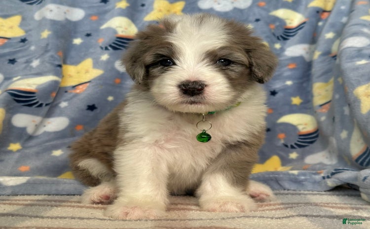 Sheepadoodle dogs for sale - Ad 1