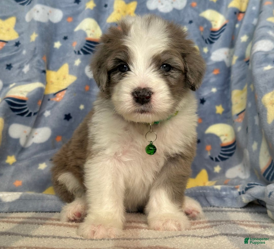 Sheepadoodle dogs for sale: Winston - Image 1
