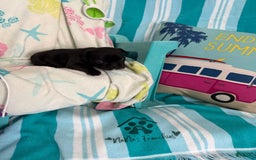 French Bulldog dogs for sale: Akc Black - Image 4