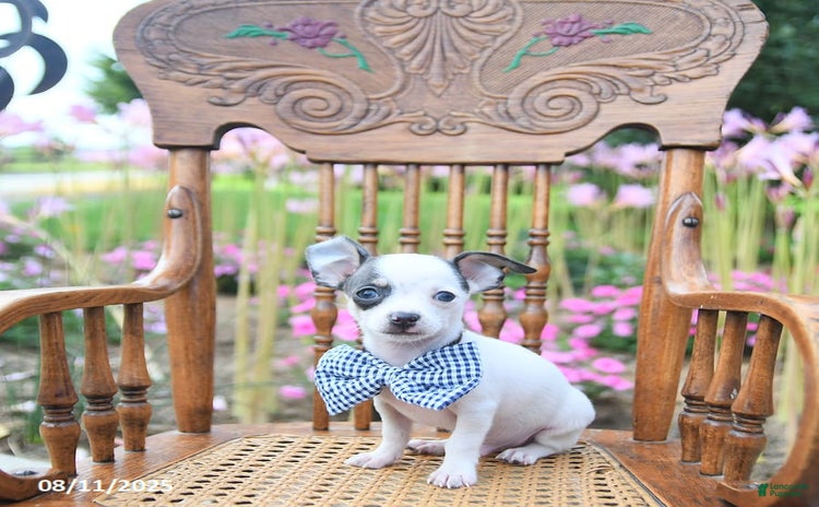 Chihuahua dogs for sale - Ad 3