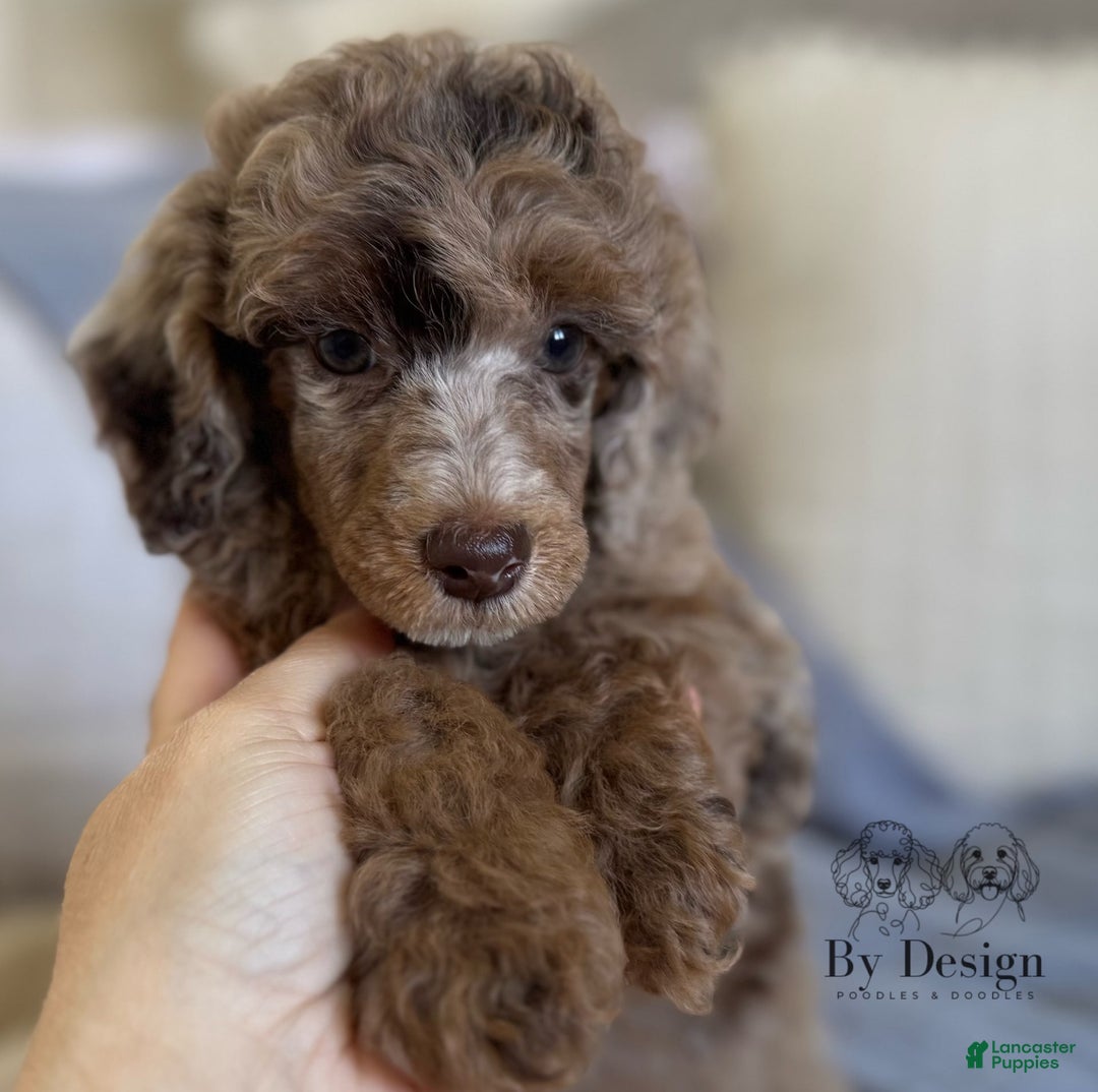 Standard Poodle dogs for sale: Amos - Image 9