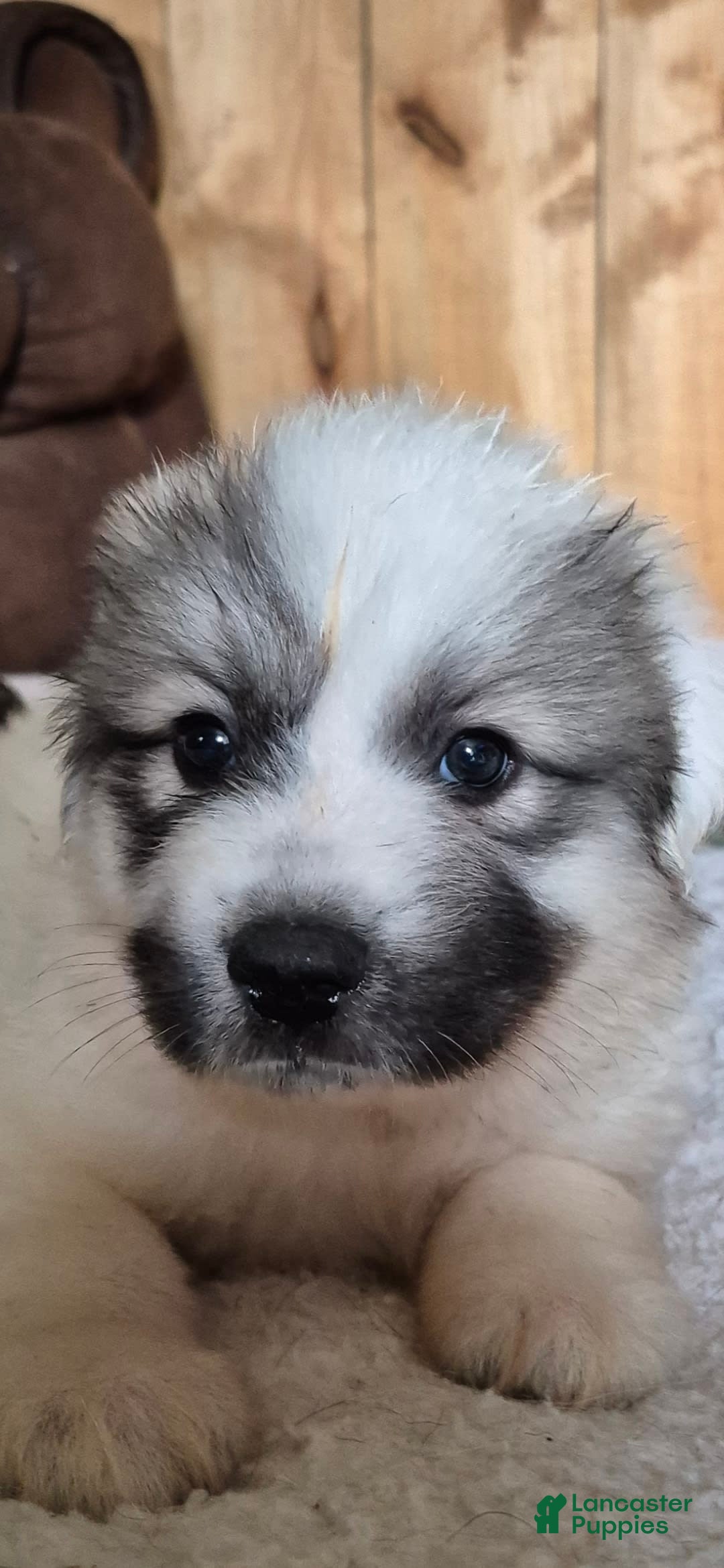 Great Pyrenees dogs for sale: Pink - Image 9