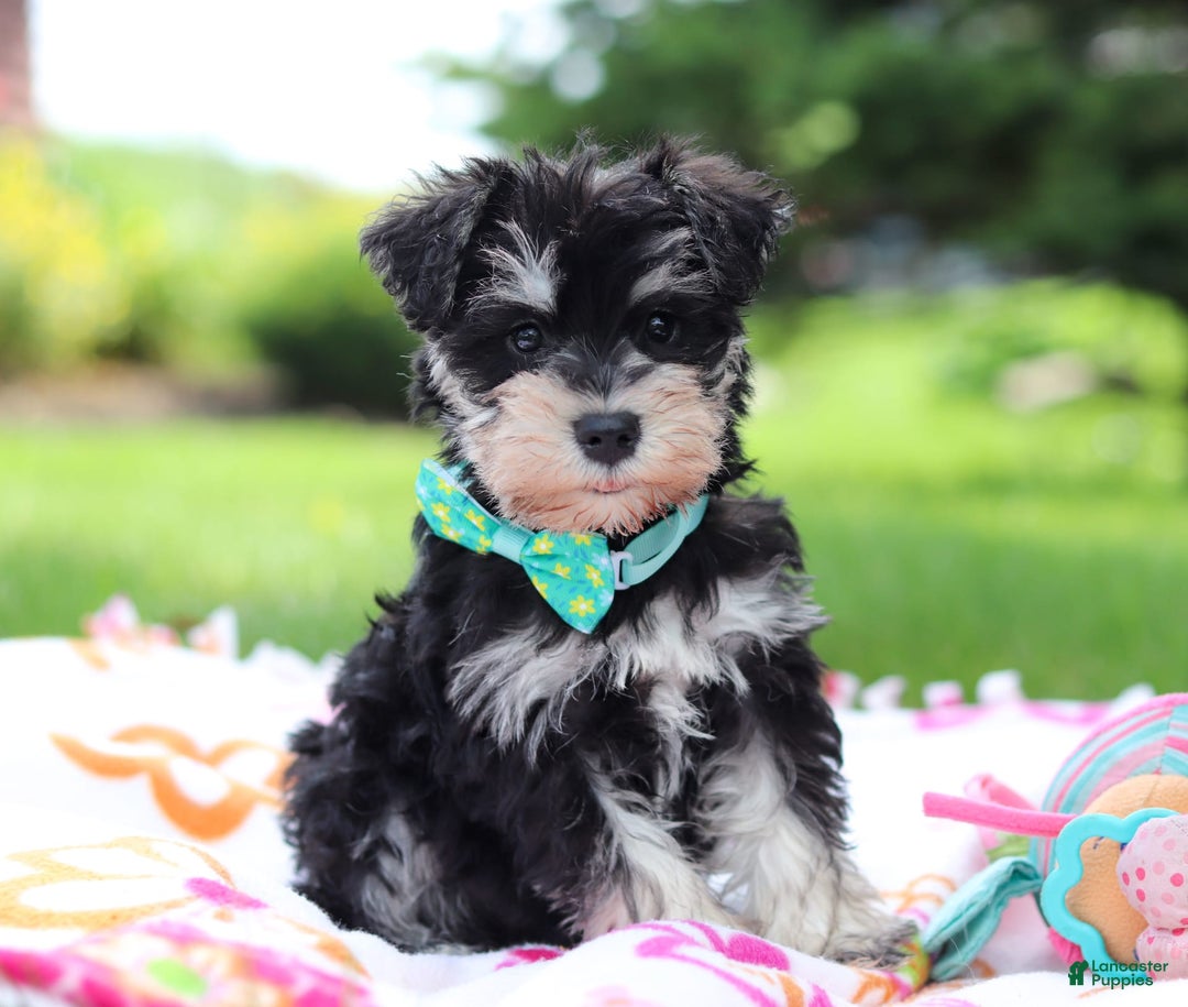 Miniature Schnauzer dogs for sale: Denver - Image 8