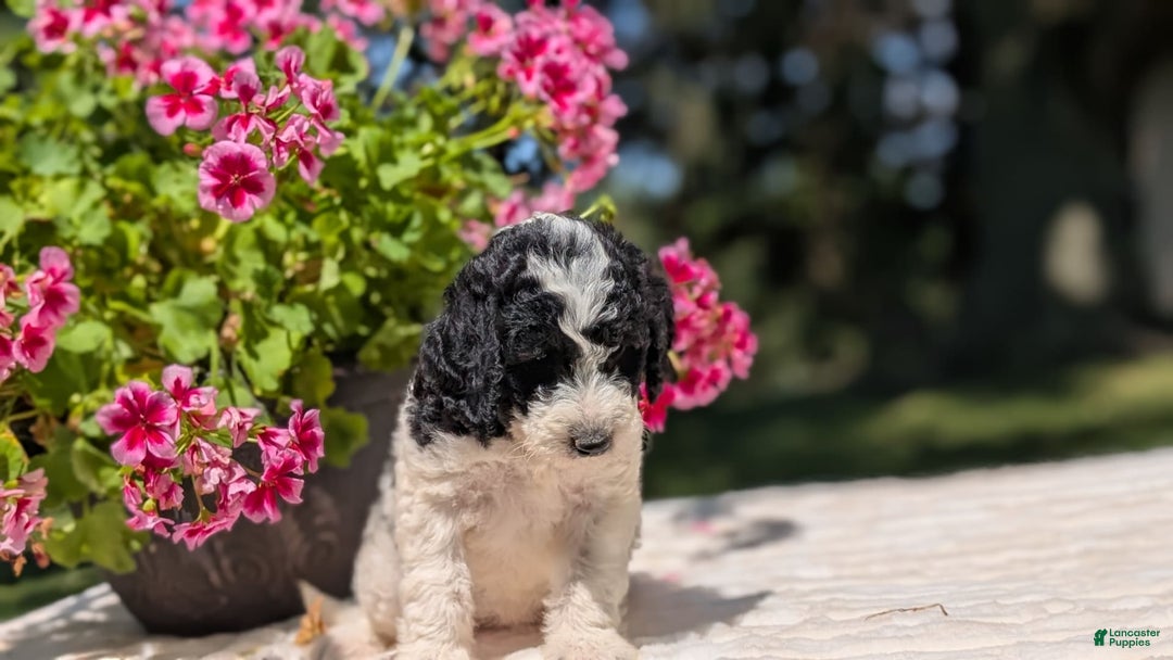 Mini Bernedoodle dogs for sale: Sophie - Image 12
