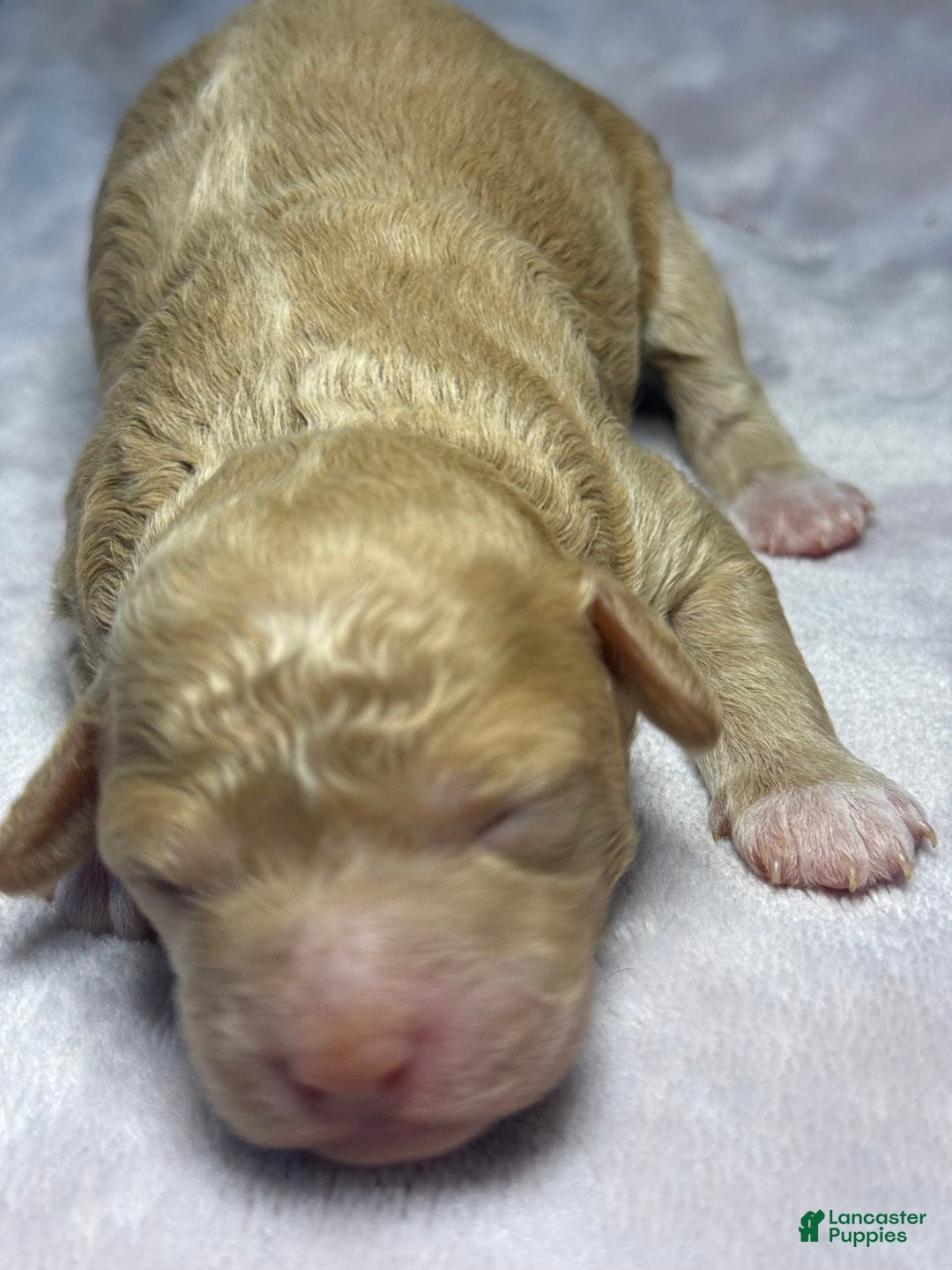 Miniature Poodle dogs for sale: Rapunzel - Image 1