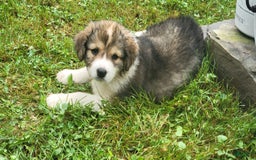 Bernese Mountain Dog dogs for sale: Great Bernese 4 - Image 1