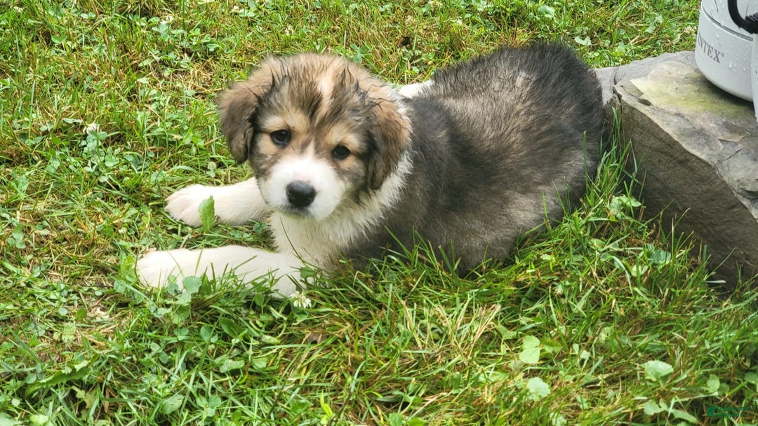 Bernese Mountain Dog dogs for sale: Great Bernese 4 - Image 1