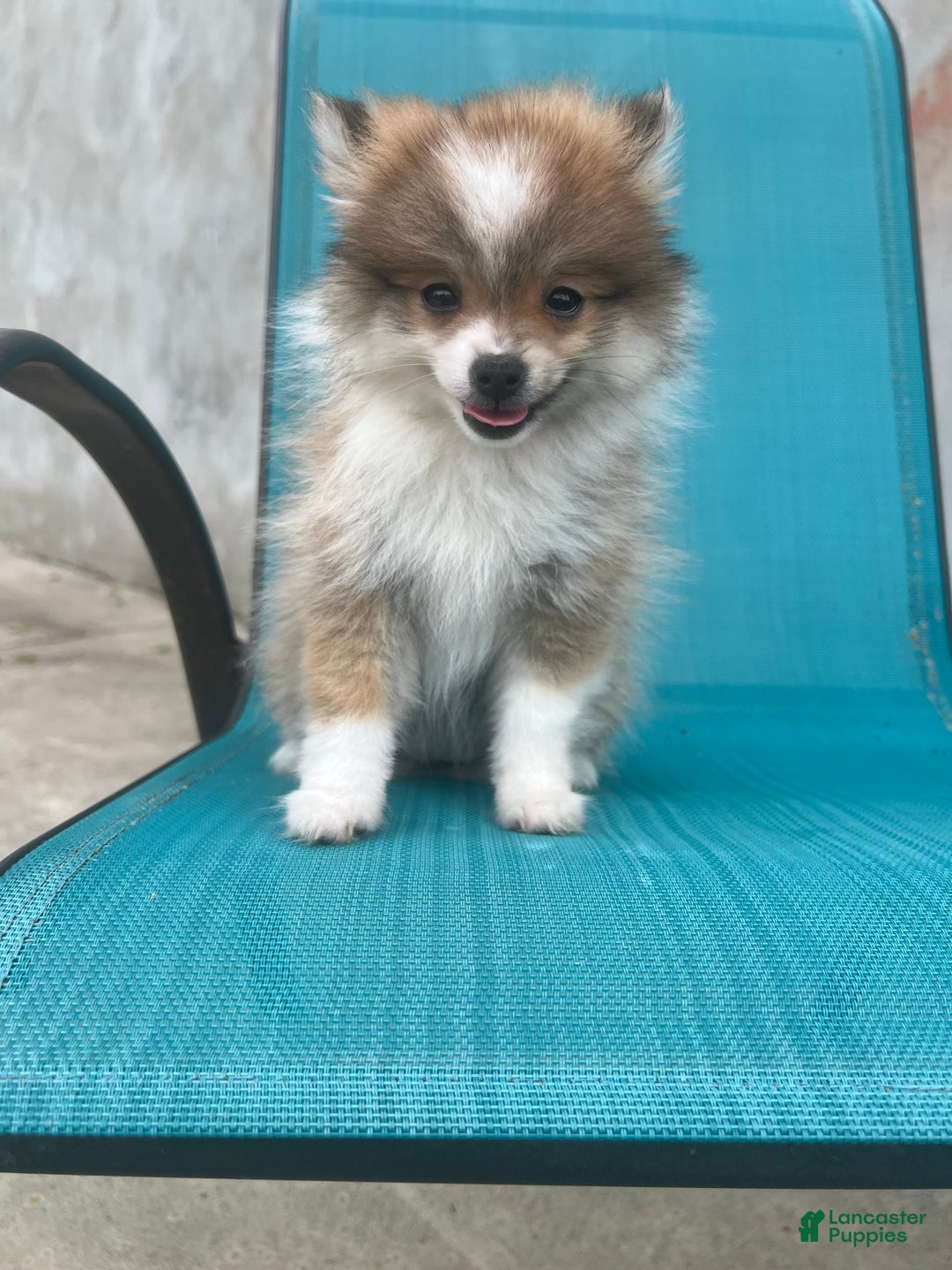 Pomeranian dogs for sale: Pollie - Image 5