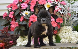 French Bulldog dogs for sale: French Bulldog 5 puppies - Image 12