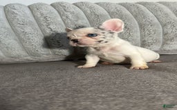French Bulldog dogs for sale: Barbie - Image 1