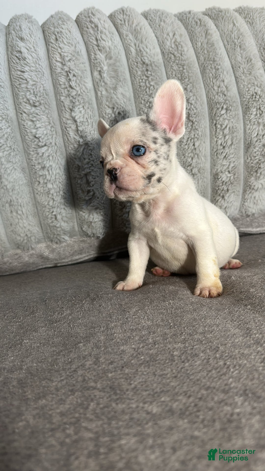 French Bulldog dogs for sale: Barbie - Image 1
