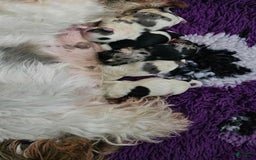 Yorkshire Terrier dogs for sale: Molly - Image 4