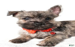 Cairn Terrier dogs for sale: Eclare - Image 5