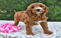 Mini Goldendoodle dogs for sale: Dixie - Image 11