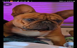 French Bulldog dogs for sale: Raider - Image 5