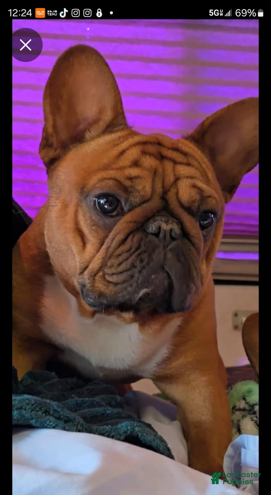 French Bulldog dogs for sale: Raider - Image 5