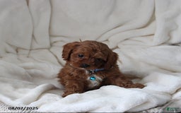 Cavapoo dogs for sale: Mason - Image 5