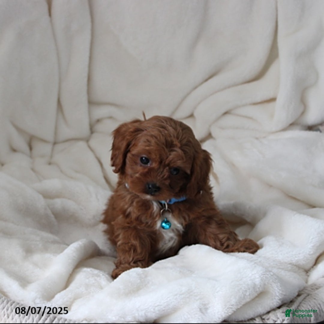 Cavapoo dogs for sale: Mason - Image 5