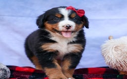 Bernese Mountain Dog dogs for sale: Simon - Image 12