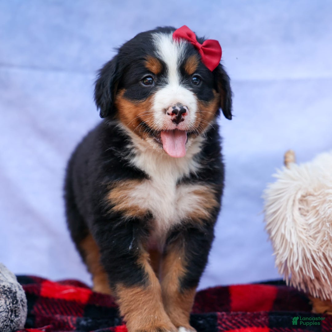 Bernese Mountain Dog dogs for sale: Simon - Image 12