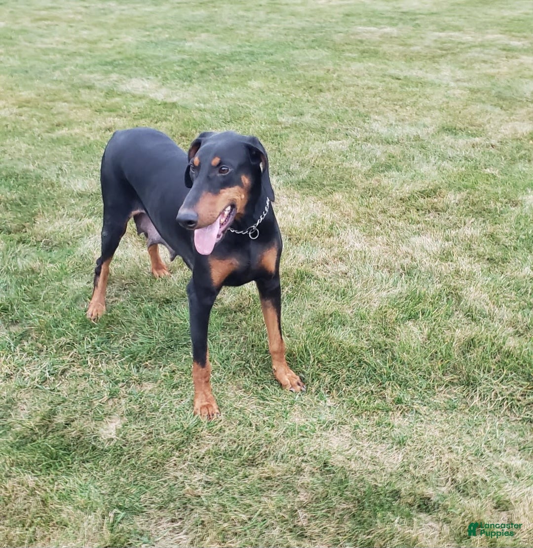 Doberman Pinscher dogs for sale: Tyler - Image 7