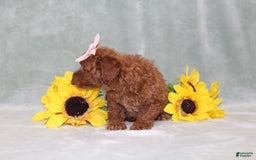 Miniature Poodle dogs for sale: Val - Image 8