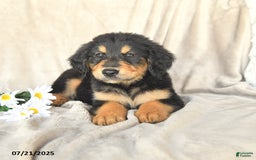 Bernese Mountain Dog dogs for sale: Slater - Image 2