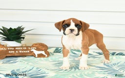 Boxer dogs for sale: Jake - Image 2